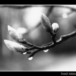 A bylo jaro, rosa jako granáty